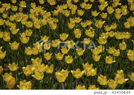 Beautiful tulip against sun light in the garden 43450644