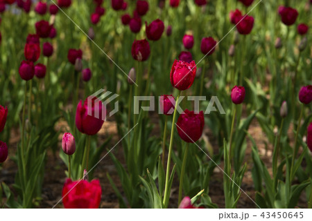 Beautiful tulip against sun light in the garden Beautiful tulip against sun light in the garden 43450645