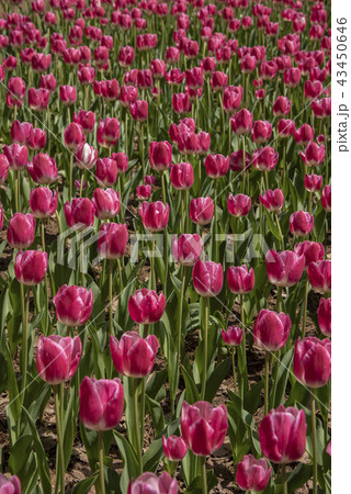 Beautiful tulip against sun light in the garden 43450646