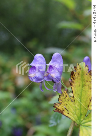 ヤマトリカブト ヤマトリカブト 43450744