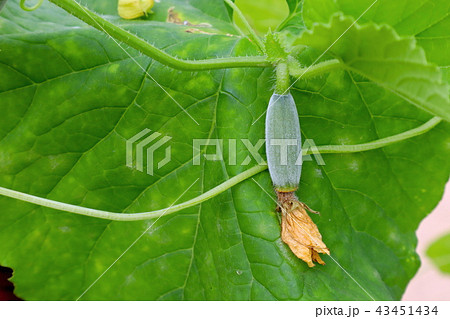 青大長縞瓜の赤ちゃん 43451434