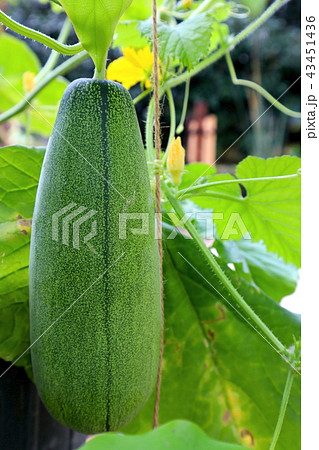 青大長縞瓜 青大長縞瓜 43451436