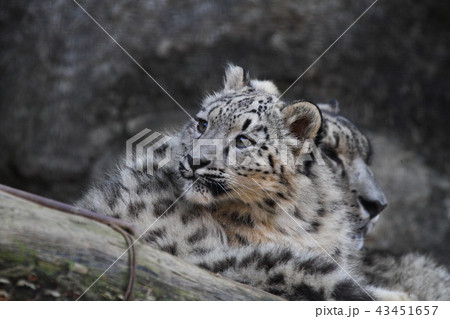 ユキヒョウ ユキヒョウ 43451657
