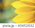 Yellow sunflower with blurred background 43452032