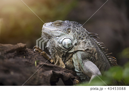 Large tree lizards of the Iguan 43453088