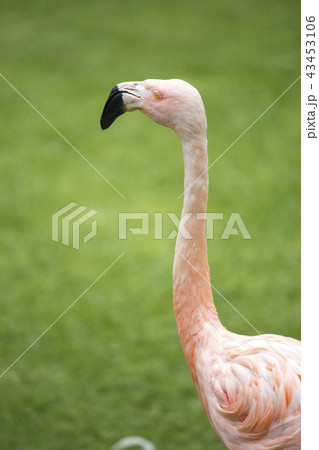 pink flamingos pink flamingos 43453106