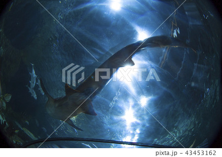 shark in loro park 43453162