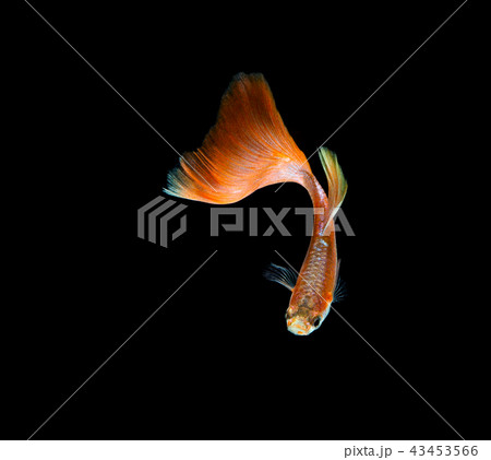 Guppy fish isolated on black background. 43453566