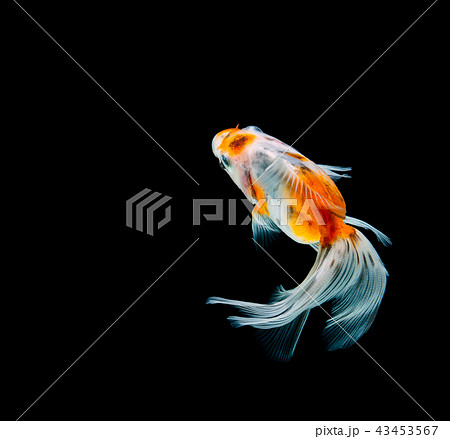 goldfish isolated on a dark black background 43453567