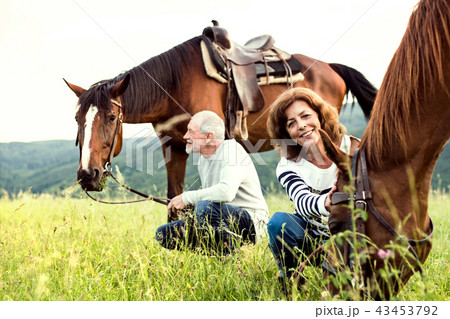 A senior couple holding horses grazing on a pasture. 43453792