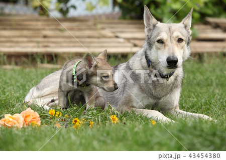 Saarloos Wolfhound bitch with puppy 43454380