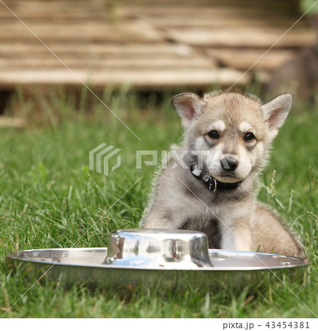 Saarloos wolfhound puppy with bowl 43454381