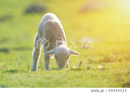 Cute little lamb eating on meadow Cute little lamb eating on meadow 43454523