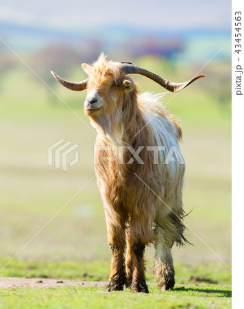 Brown and white billy goat with long fur and horns 43454563