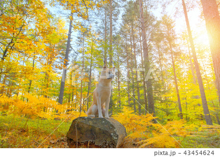 Japanese Dog Akita Inu puppy in autumn forest 43454624