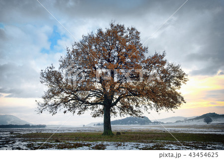 single oak in the winter time 43454625