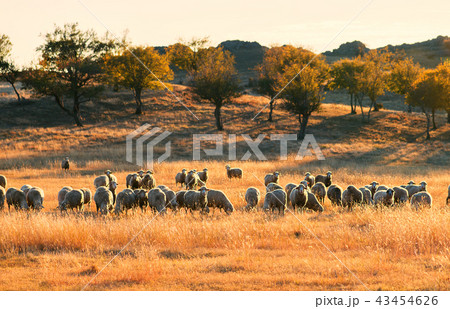 Flock of sheep at sunset 43454626