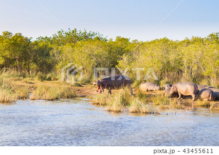 Herd of hippos sleeping, Isimangaliso Wetland Park Herd of hippos sleeping, Isimangaliso Wetland Park 43455611
