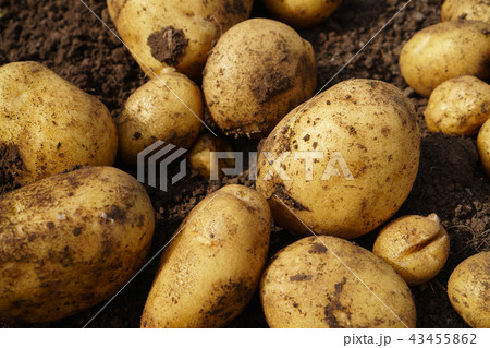 Fresh potato lying on the ground, good harvest and organic food. 43455862
