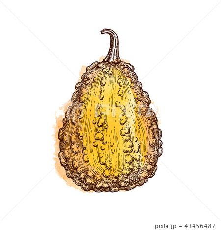 Ink sketch of gourd Ink sketch of gourd 43456487