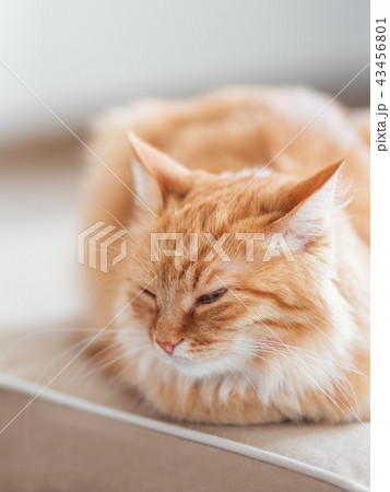 Cute ginger cat lying on couch. Fluffy pet Cute ginger cat lying on couch. Fluffy pet 43456801