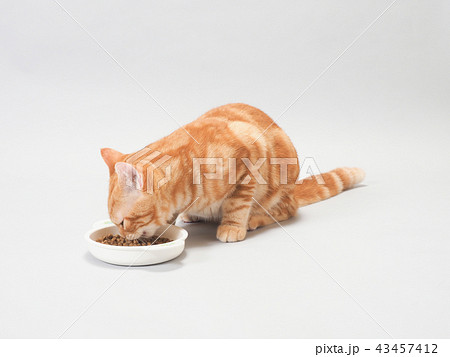 餌を食べる仔猫 43457412