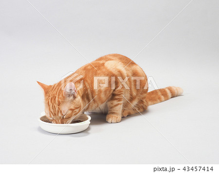 餌を食べる仔猫 43457414