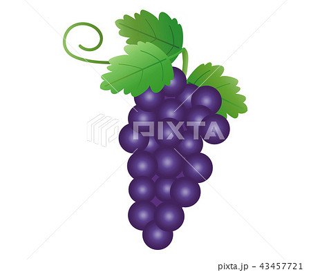 ぶどう4のイラスト素材
