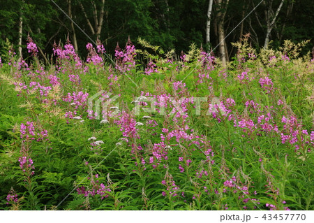 志賀高原のヤナギラン 43457770