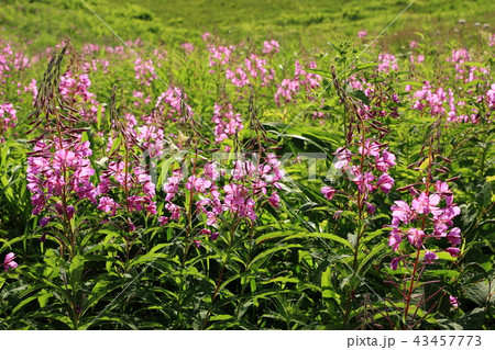 志賀高原のヤナギラン 43457773