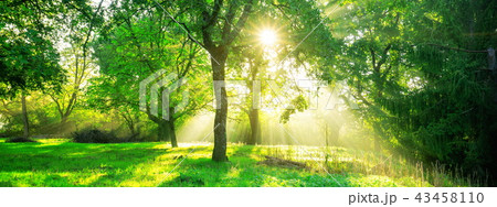 Green forest landscape background at sunrise. 43458110