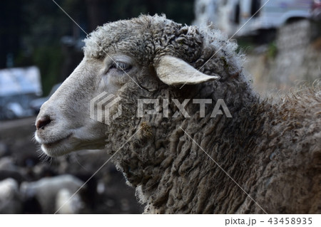 インドのヒマラヤ山岳都市　マナーリーの街並みと羊の群れ　羊の横姿と横顔　 43458935