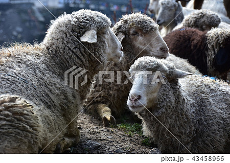 インドのヒマラヤ山岳都市 マナーリー 羊の群れ インドのヒマラヤ山岳都市 マナーリー 羊の群れ 43458966