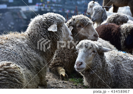 インドのヒマラヤ山岳都市　マナーリー　羊の群れ 43458967