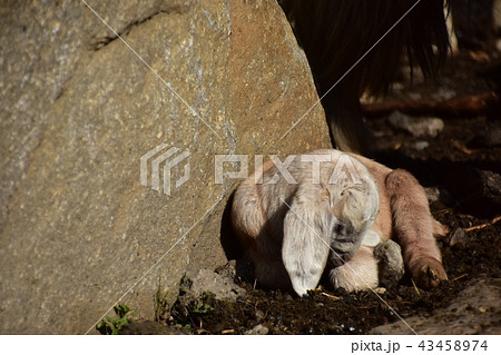 インドのヒマラヤ山岳都市　マナーリー　羊と山羊の群れ　山羊の親子 43458974