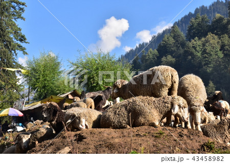 インドのヒマラヤ山岳都市 マナーリー 羊の群れ インドのヒマラヤ山岳都市 マナーリー 羊の群れ 43458982