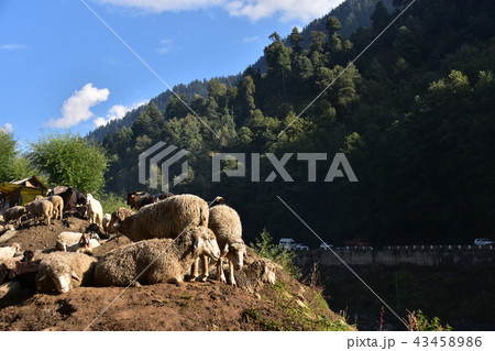 インドのヒマラヤ山岳都市　マナーリー　羊の群れ 43458986