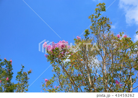 夏の公園 サルスベリの花 夏の公園 サルスベリの花 43459262