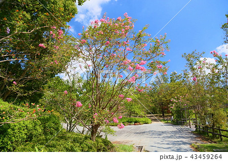 夏の公園　サルスベリの花 43459264