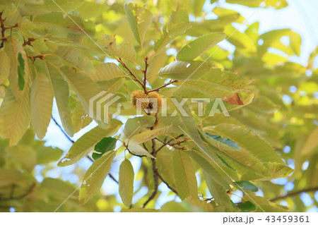 夏の公園 クヌギドングリ 夏の公園 クヌギドングリ 43459361