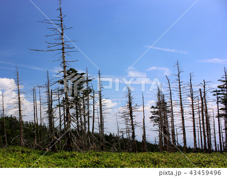 北八ヶ岳ロープウエイ周辺を散策して出会う夏の風景(1) 北八ヶ岳ロープウエイ周辺を散策して出会う夏の風景(1) 43459496