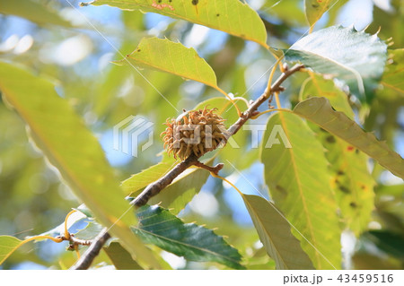 夏の公園　クヌギドングリ 43459516