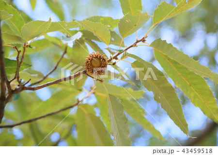 夏の公園　クヌギドングリ 43459518