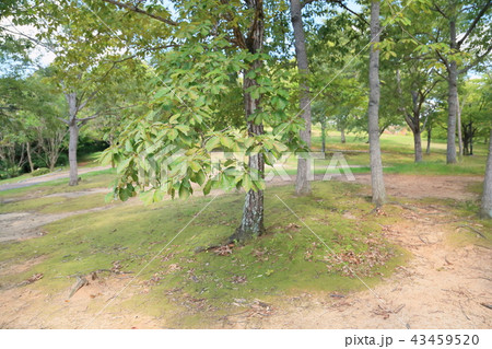 夏の公園 コナラの木 夏の公園 コナラの木 43459520