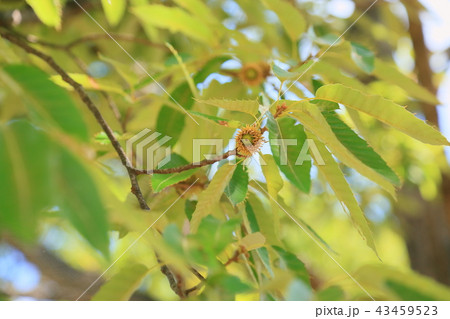 夏の公園　クヌギドングリ 43459523