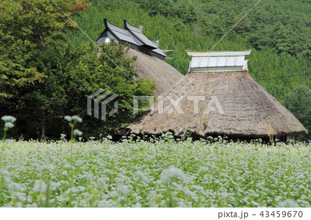 信州信濃のソバ畑 信州信濃のソバ畑 43459670