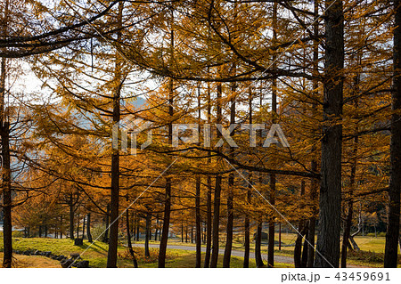 秋のカラマツ林 秋素材 富山県富山市 有峰の写真素材