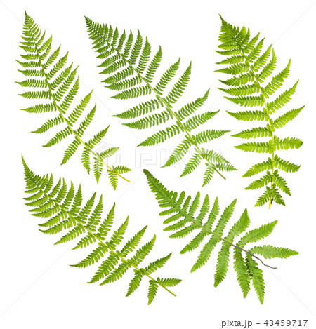 Set of fern leaves isolated on white background Set of fern leaves isolated on white background 43459717