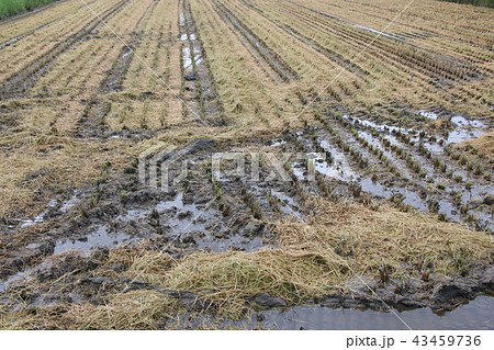 稲刈り後二日目の田んぼ 43459736