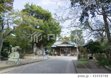 [千葉県]　鶴谷八幡宮 43459798